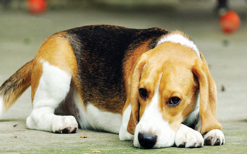 IS CANINE PARVOVIRUS A CONCERN?