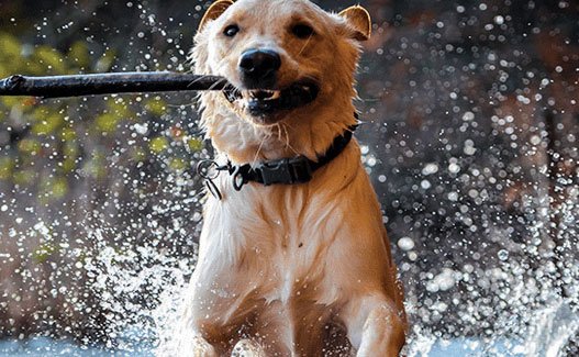 “DOES MY PET HAVE HYPOTHERMIA?”