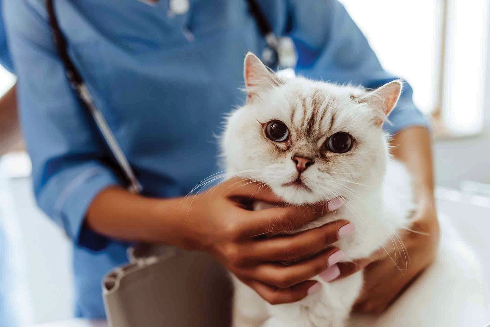“FELINE HYPERTROPHIC CARDIOMYOPATHY (HCM)”