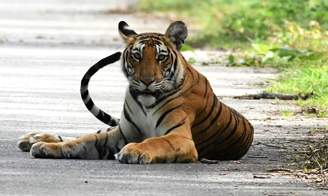 Tiger turnaround: How over 75,000 frames captured by camera traps helped