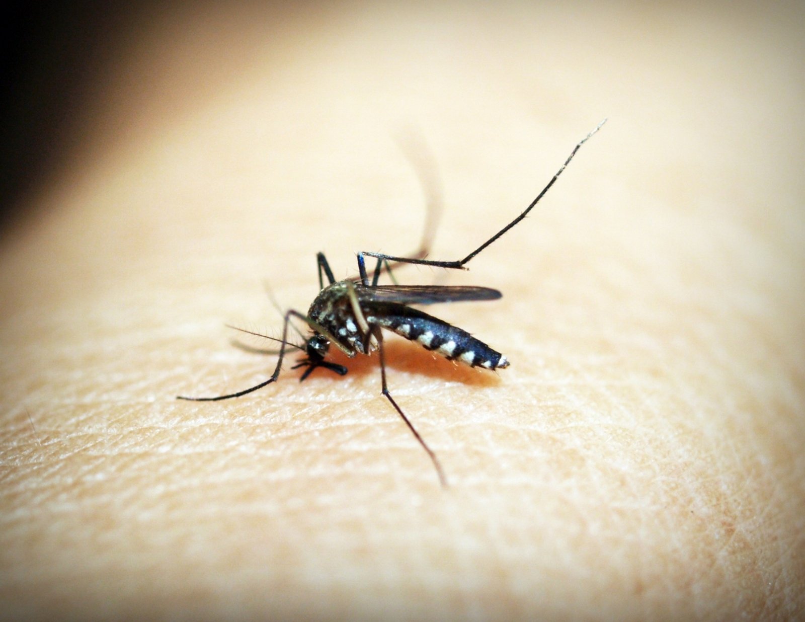 Bangladesh hit by 'worst dengue outbreak on record'