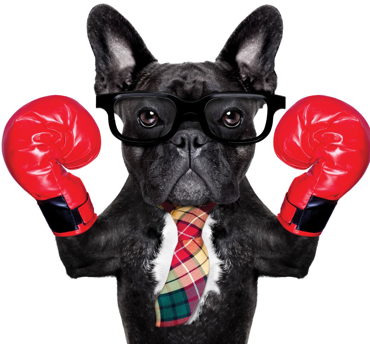 “ HELP, my DOG is very AGGRESSIVE!”