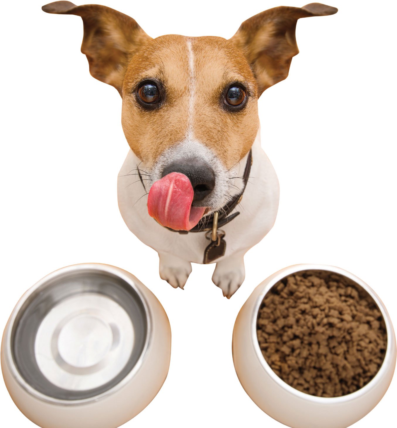 “Should I give my dog grain-free food?”