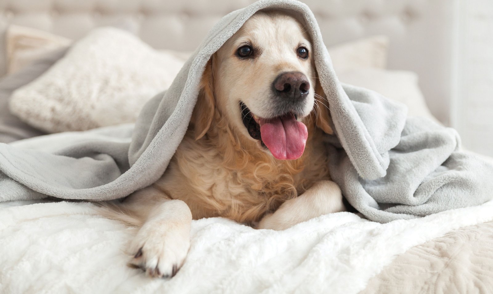 All you need to know about dilated cardiomyopathy (DCM) in dogs