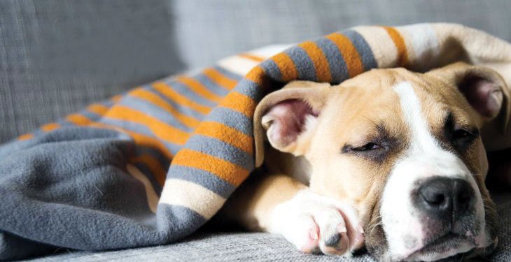 Hypothyroidism in dogs