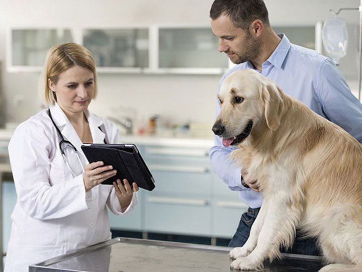Diabetes Mellitus and its effects on your pet