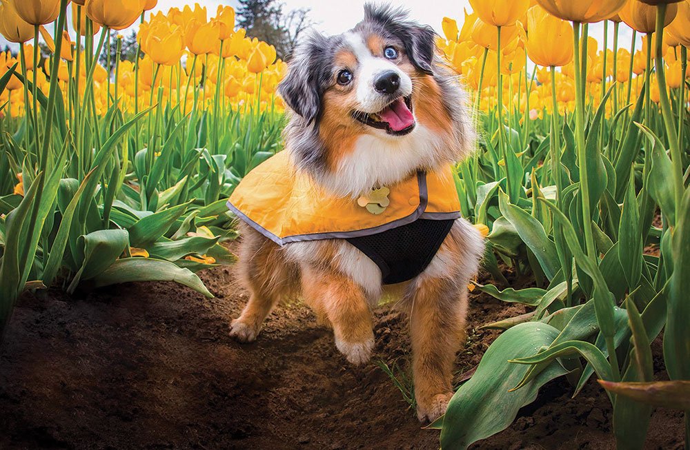 WHICH DOG BREED is best for you?