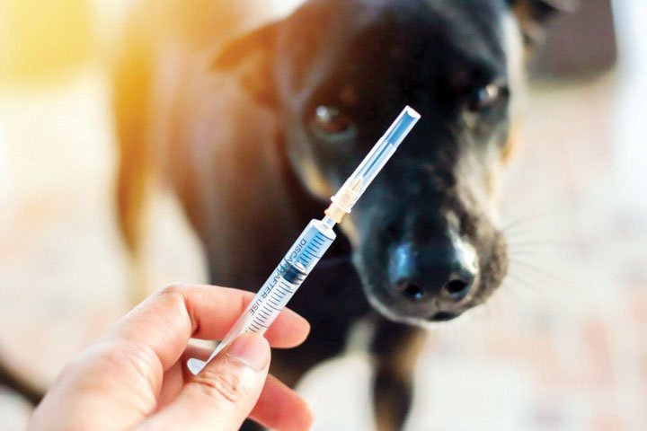 “What You Need to Know About Rabies”