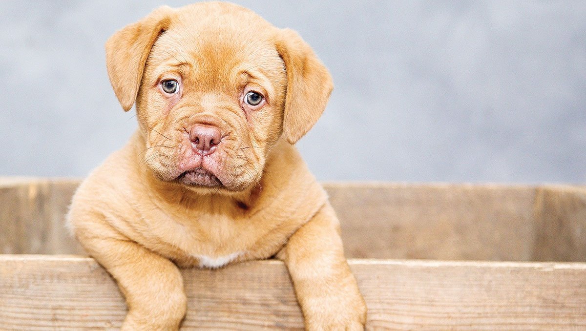 Protect your dog: Prevent canine distemper