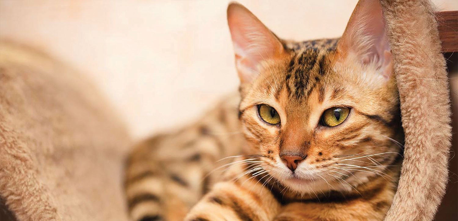 “TOXOPLASMOSIS IN CATS”