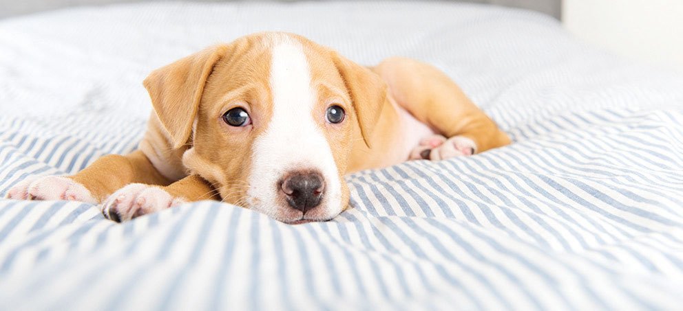 “Canine Parvovirus”