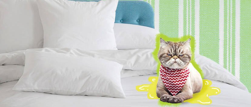 “My Cat Keeps Peeing on My Bed!”