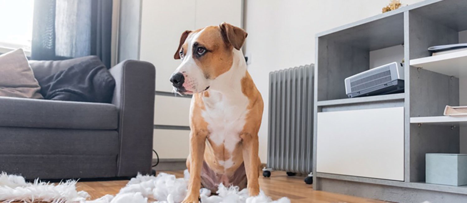 All you need to know about Separation Anxiety in Dogs