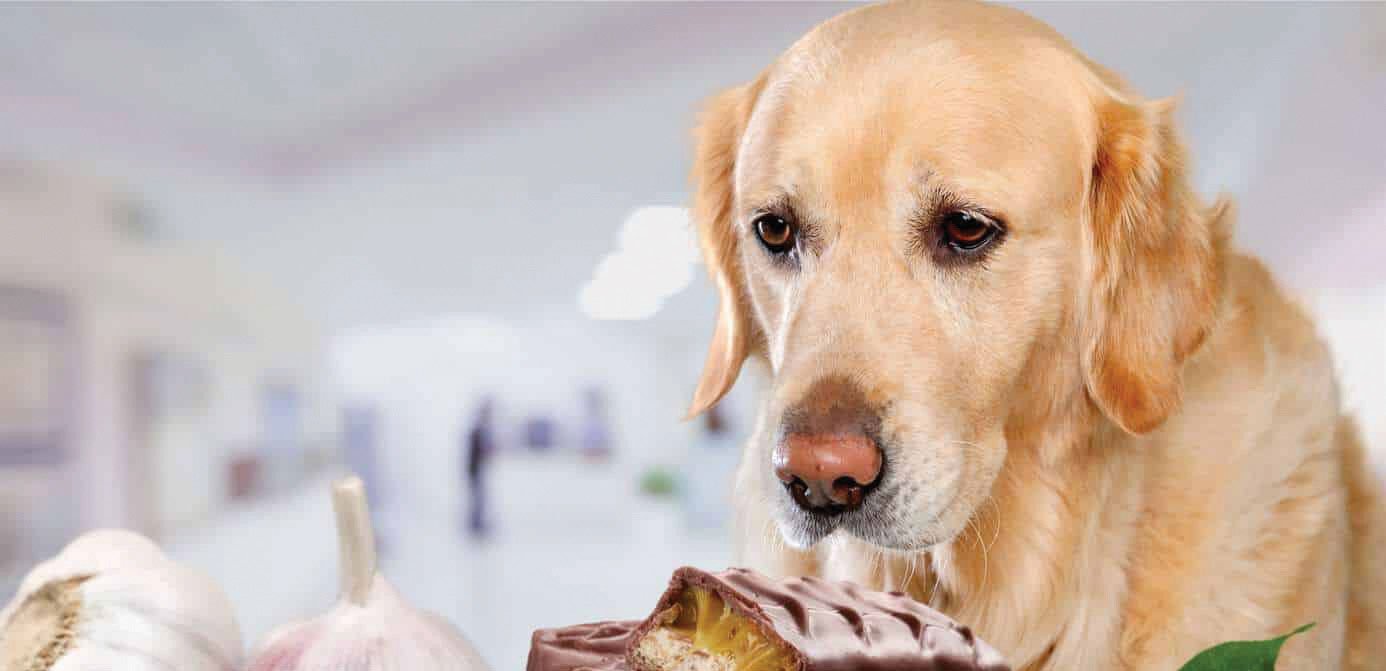ALL YOU NEED TO KNOW ABOUT THE TOXIC HOUSEHOLD ITEMS FOR PETS