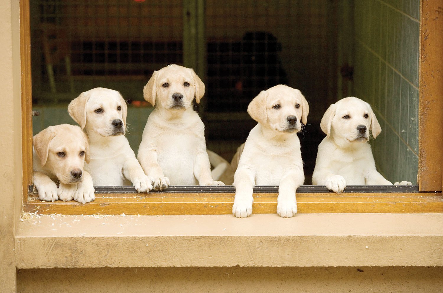 WHICH DOG BREED is best for you?