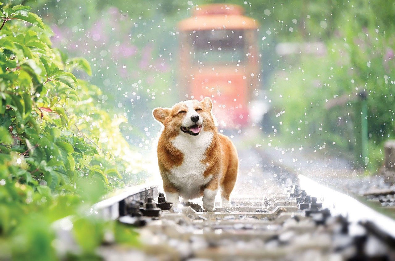 FUN FACTS ON DAILY DOG BEHAVIOR
