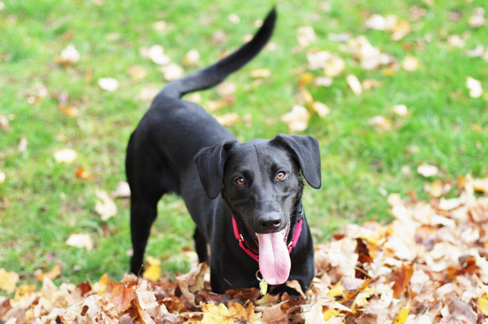 FUN FACTS ON DAILY DOG BEHAVIOUR