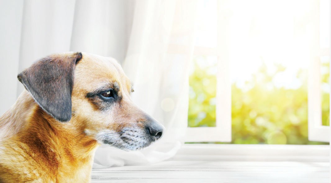 all you need to know about DOG DEMENTIA