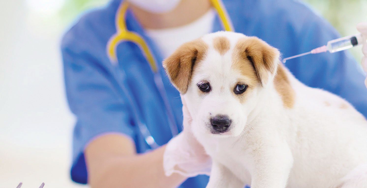 all you need to know about Rabies Protocols