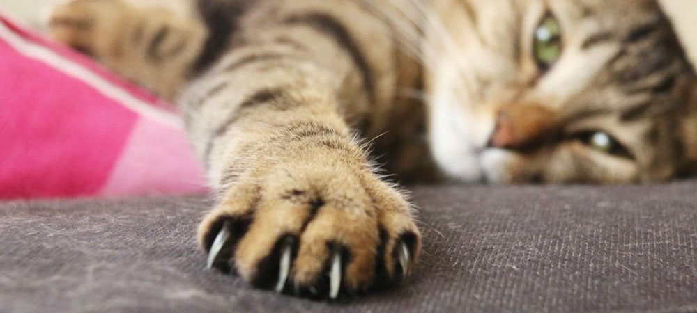 All you need to know about cat scratch disease