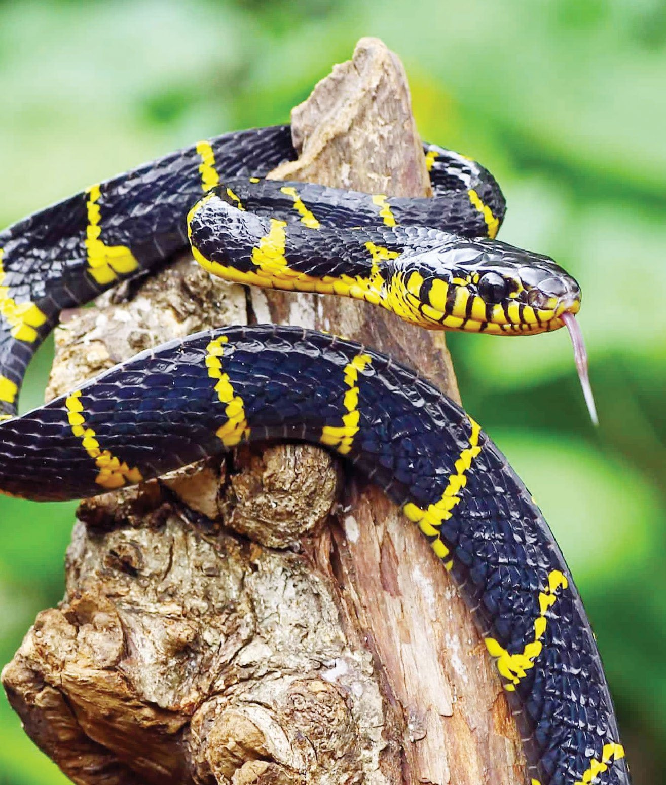 Pet snakes: Are they safe?