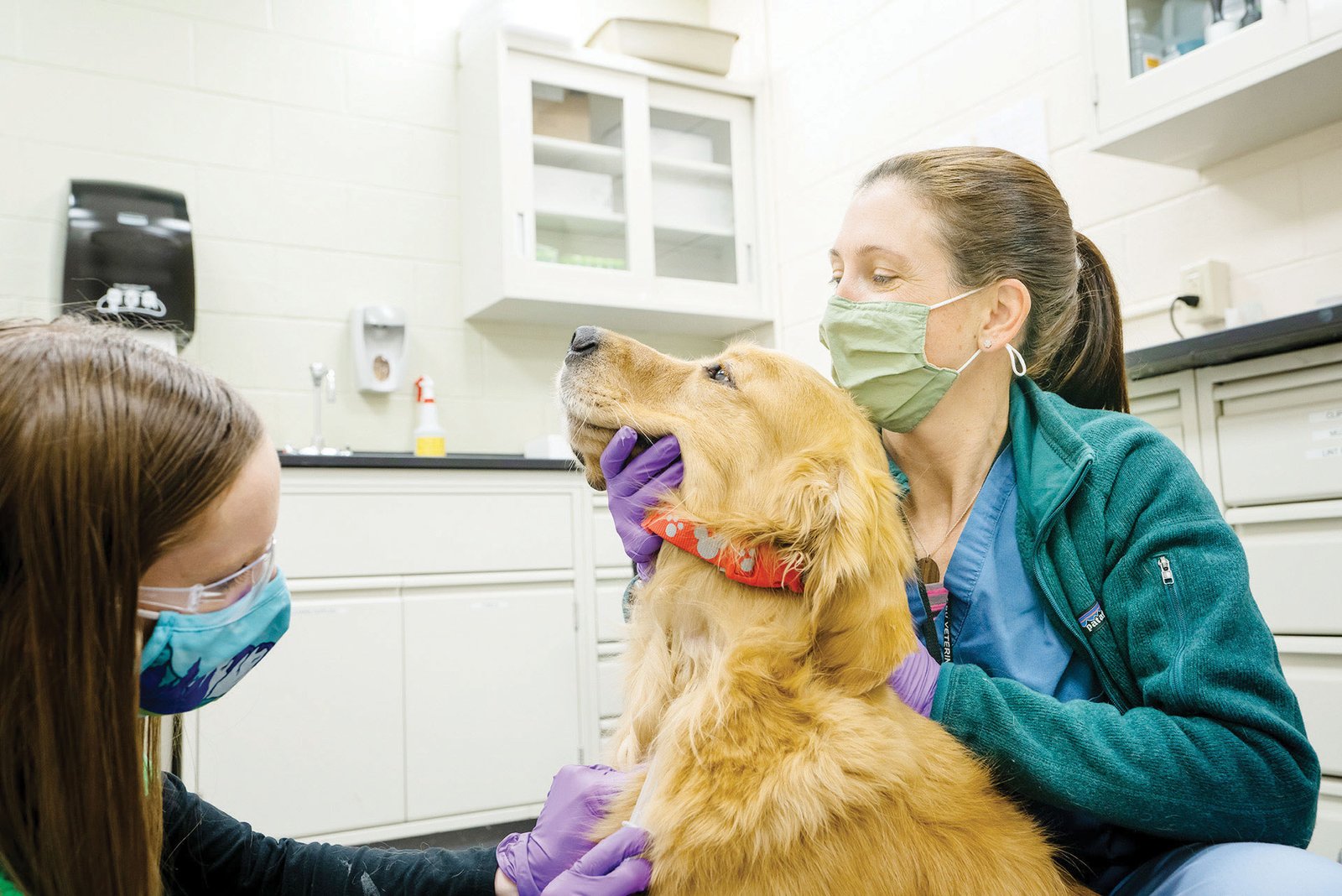 All you need to know about dementia in dogs