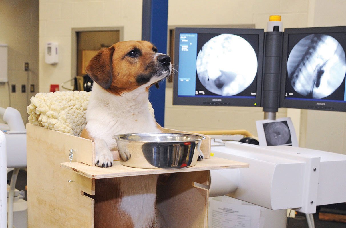 All you need to know about Megaesophagus in Dogs
