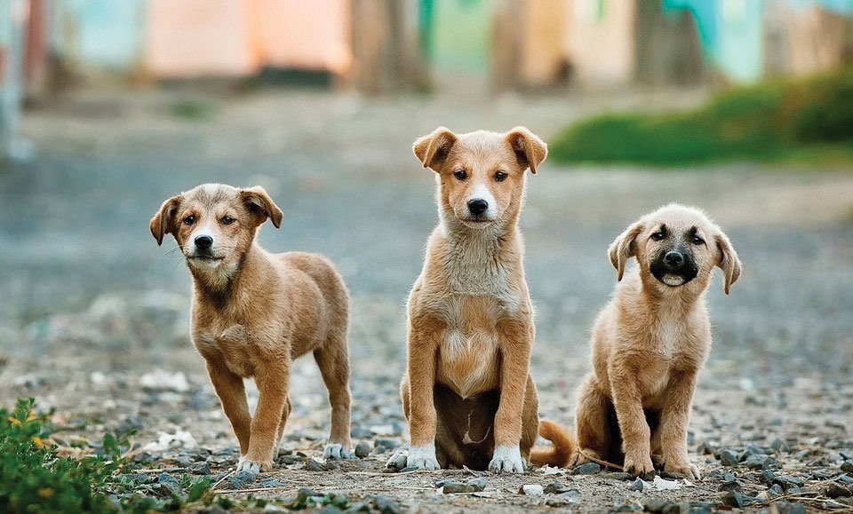 All you need to know about anemia in dogs