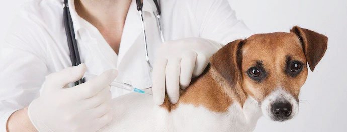 All you need to know about Rabies protocols