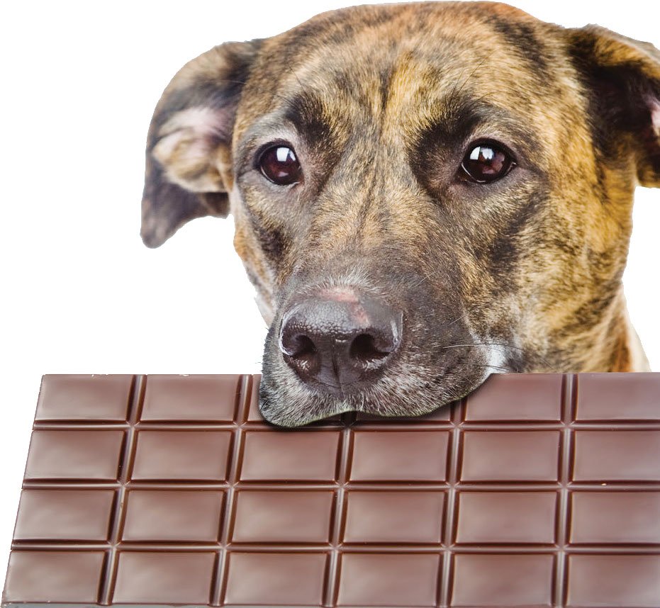 What to do if your dog eats chocolate