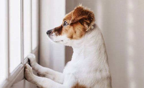 All you need to know about dementia in dogs