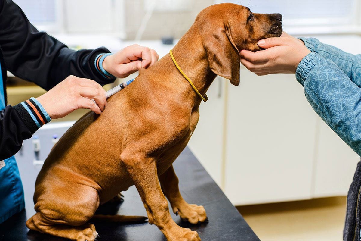 All you need to know about dementia in dogs