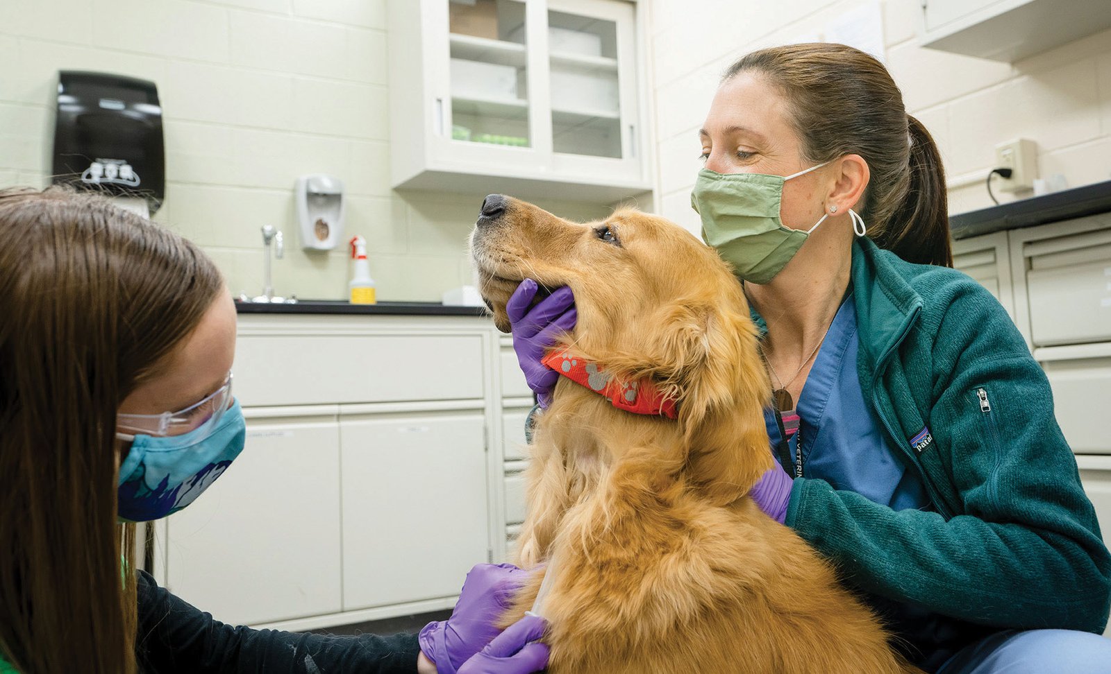 All you need to know about dementia in dogs
