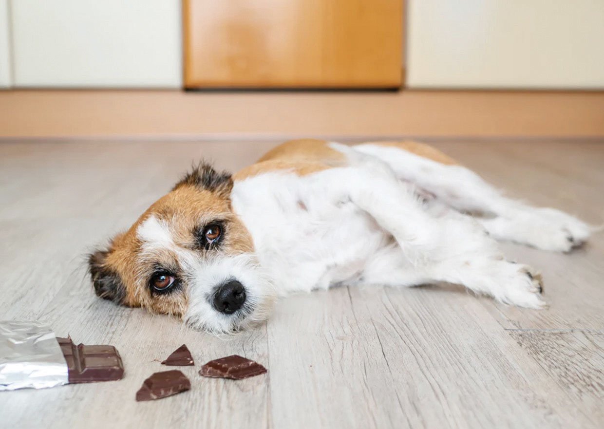 What to do if your dog eats - chocolate!