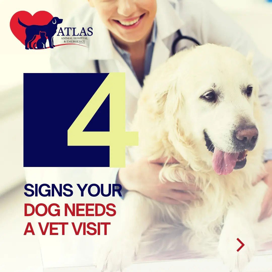 Recognizing the Signs: Is your furry friend trying to tell you something?